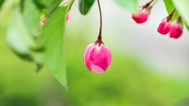 花朵壁纸