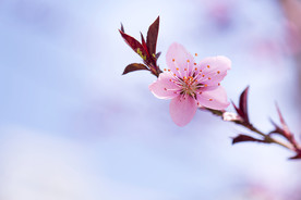 花朵壁纸