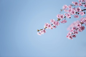 花朵壁纸
