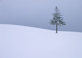 雪原上的松树