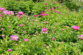 芍药园美景