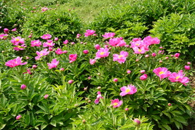 芍药园美景