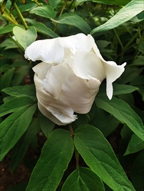 白牡丹花苞