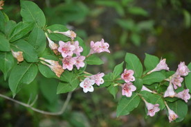锦带花