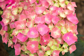 绣球花