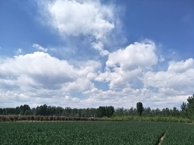 麦田风景