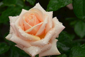 雨露月季花