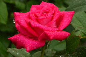 雨露月季花