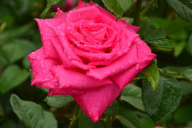 雨露月季花