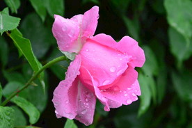 雨露月季花