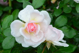 雨露月季花