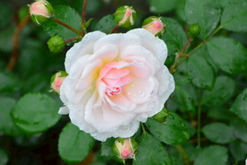 雨露月季花