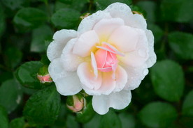 雨露月季花