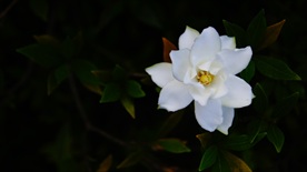 栀子花
