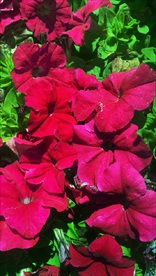 矮东茄花
