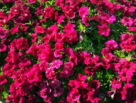 矮东茄花