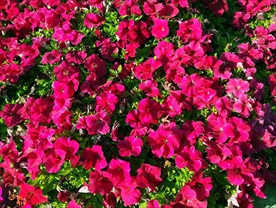 矮东茄花