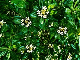 海桐花
