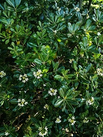 海桐花