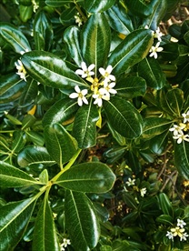 海桐花