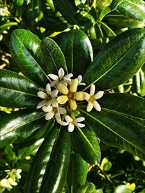 海桐花