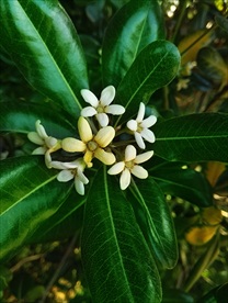 海桐花
