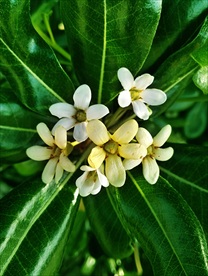 海桐花