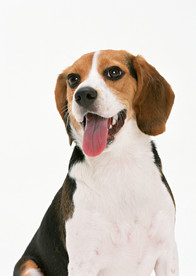 狗狗