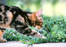 猫猫