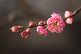 朱砂梅