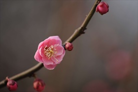 朱砂梅