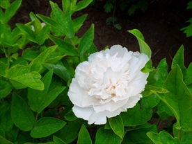牡丹花    牡丹  洛阳牡丹