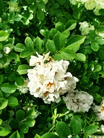 白蔷薇花