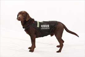 搜救犬