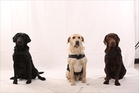搜救犬