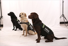 搜救犬