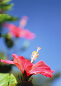 红苕花