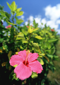 红苕花