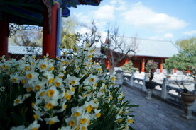 丽江古城 木府 花