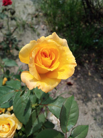 黄色月季花