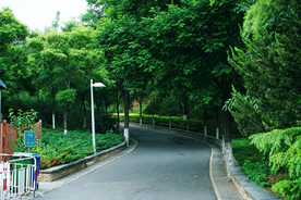 林荫道路