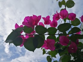 五月三角梅