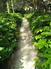绿阴小道