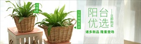 绿植多肉轮播图