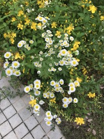 一年蓬花