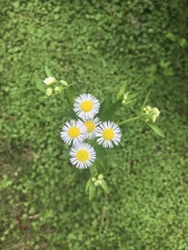 一年蓬花