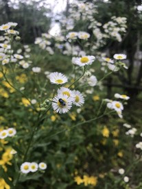 一年蓬花