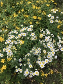 一年蓬花