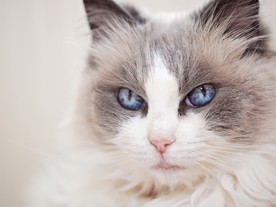 猫 小猫 可爱猫咪 可爱猫 宠