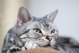 猫 小猫 可爱猫咪 可爱猫 宠